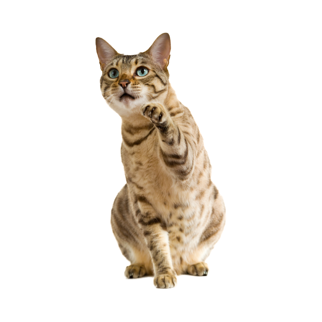  | 25 Cat PNG Transparent High Quality Images