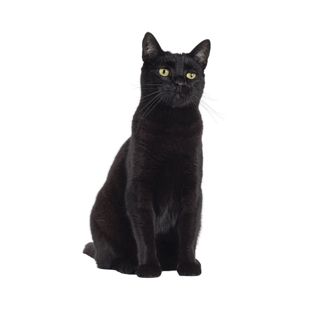  | 11 Free Black Cat PNG High Quality Transparent Image Set