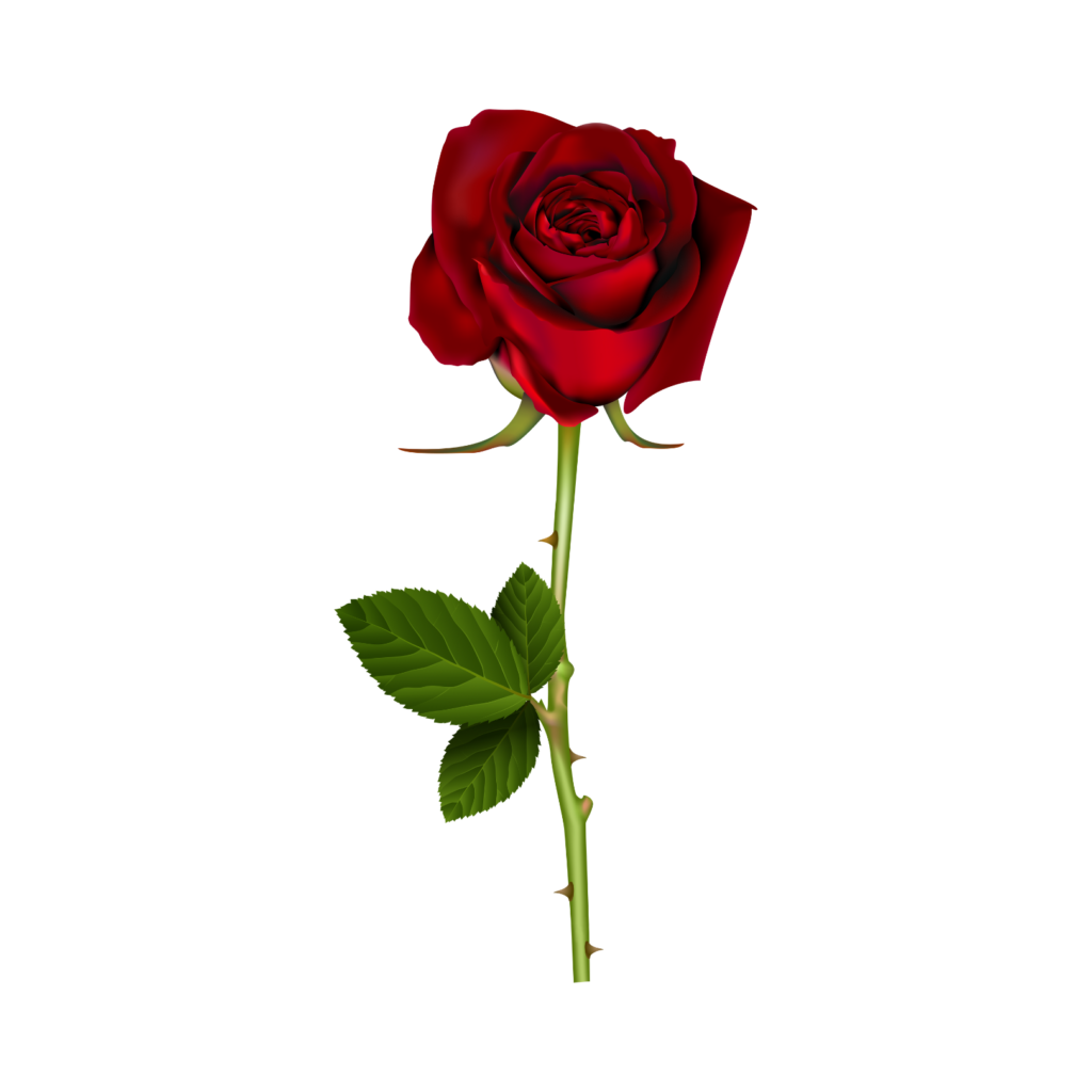  | Rose PNG Set