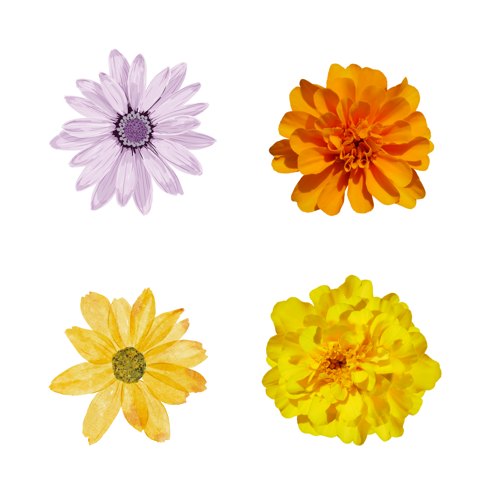  | Flowers PNG